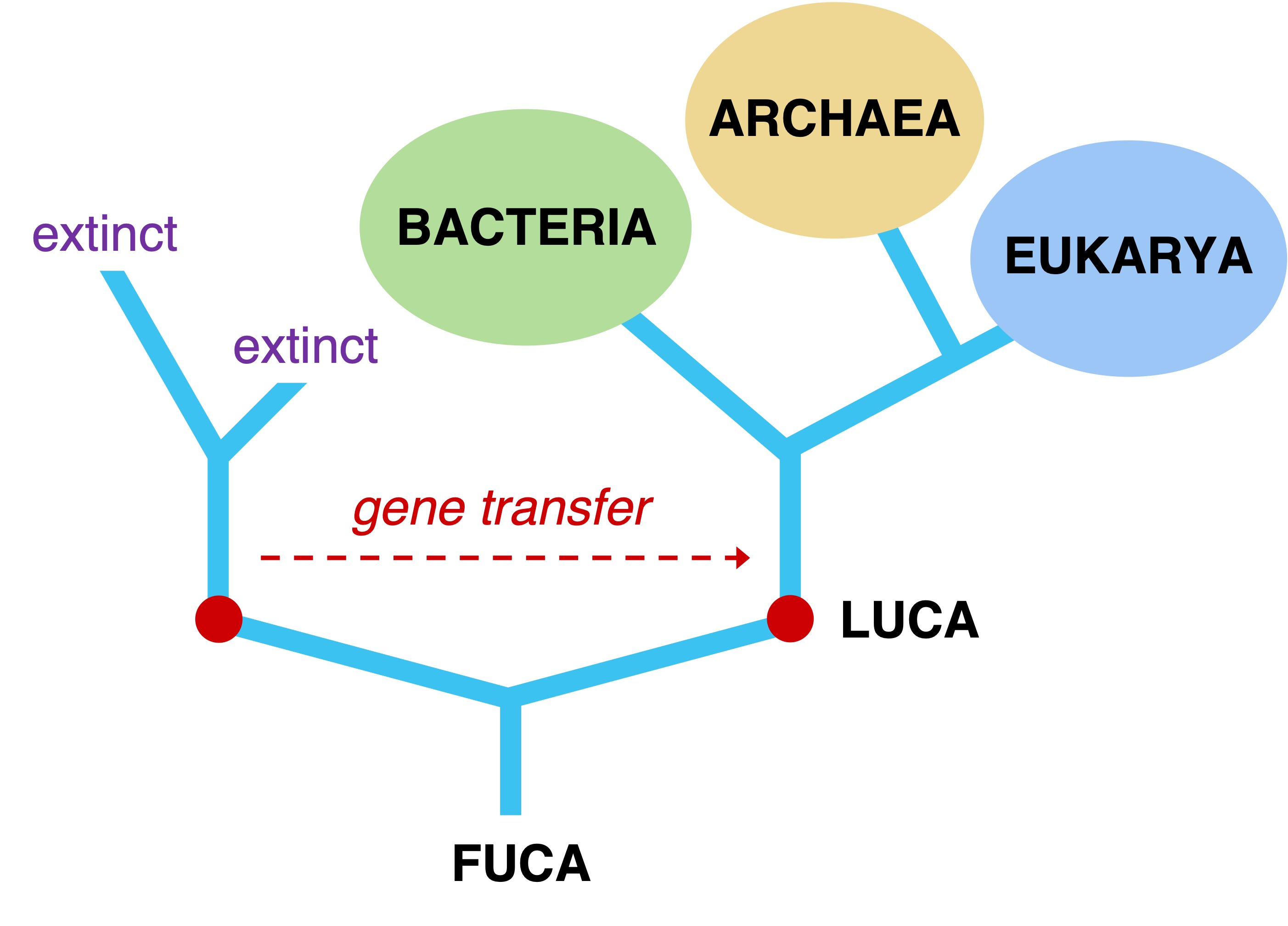 Luca evidence